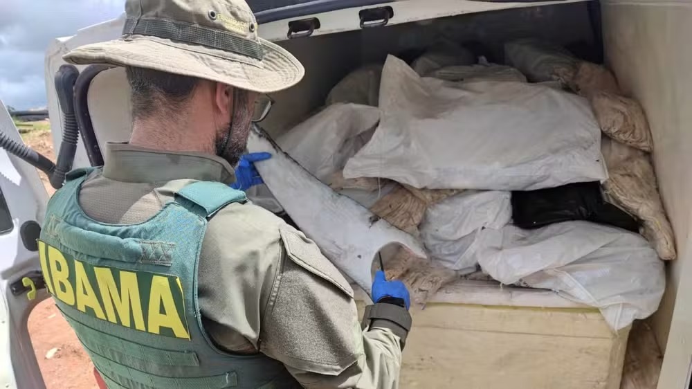 Mais de uma tonelada de barbatanas de tubarão é apreendida em Sergipe