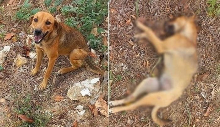 Acidente deixa motociclista ferido e cadela morta em Lagarto