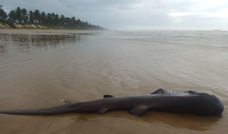 Tubarão Boca Grande de quatro metros é encontrado morto na Praia da Costa, em Barra dos Coqueiros