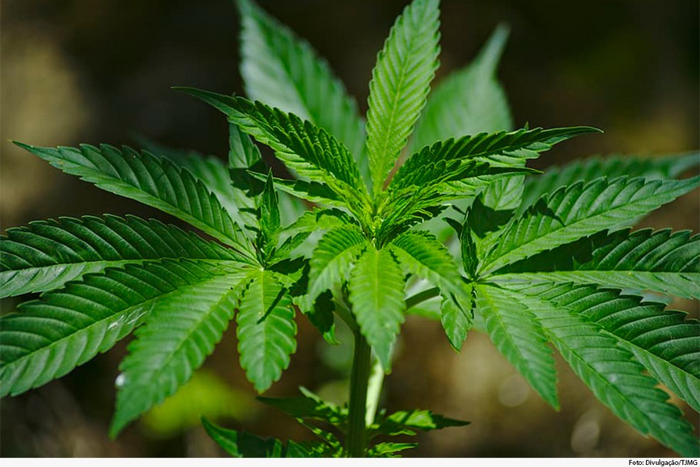 STJ autoriza cultivo de cannabis para fins medicinais em Sergipe: decisão é uma das primeiras do estado