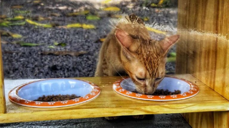Deso instala comedouros para gatos e reforça compromisso socioambiental nas unidadesda Companhia