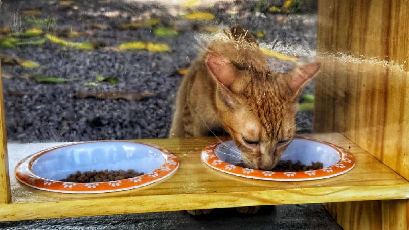 Deso instala comedouros para gatos e reforça compromisso socioambiental nas unidadesda Companhia