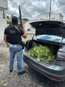 Cerca de 50 pés de maconha são apreendidos e homem é preso em Macambira