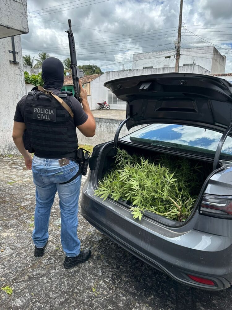 Cerca de 50 pés de maconha são apreendidos e homem é preso em Macambira