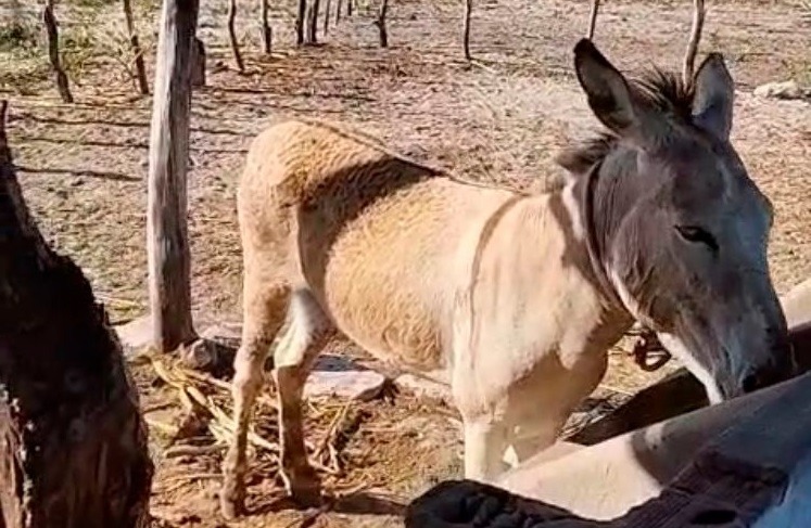 Polícia Civil responsabiliza homem por mutilação de jumentos em Poço Redondo