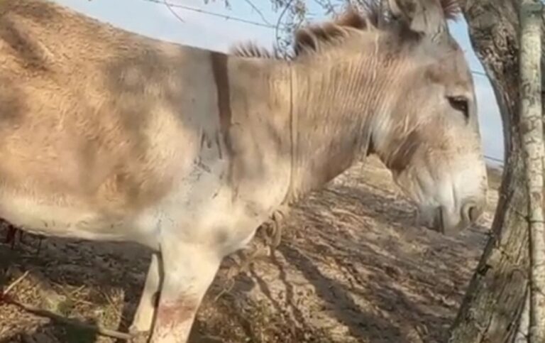 Jumentos são mutilados em Poço Redondo; Polícia Civil investiga crime