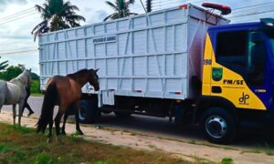BPRv recolhe em apenas um dia seis animais soltos nas rodovias estaduais