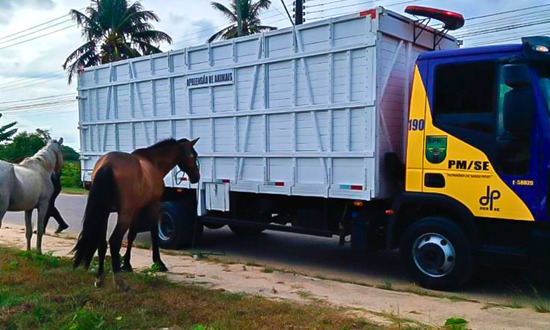 BPRv recolhe em apenas um dia seis animais soltos nas rodovias estaduais