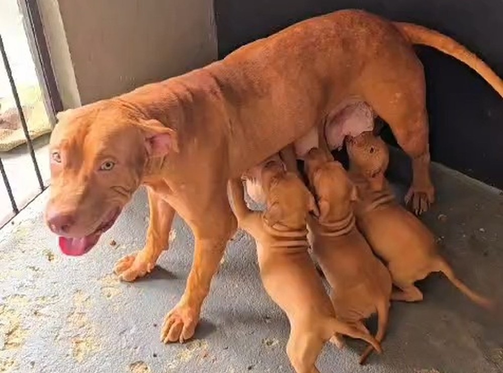 Casal de cães e seis filhotes vítimas de maus-tratos são resgatados em Aracaju
