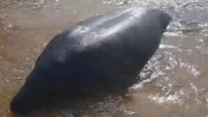 Peixe-boi Tinga é visto na foz do São Francisco em Sergipe