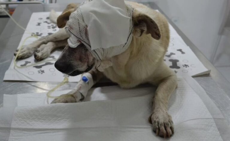 Suspeito de esfaquear cachorro na Grande Aracaju é preso; animal morreu