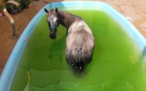 Égua cai dentro de piscina na Barra dos Coqueiros