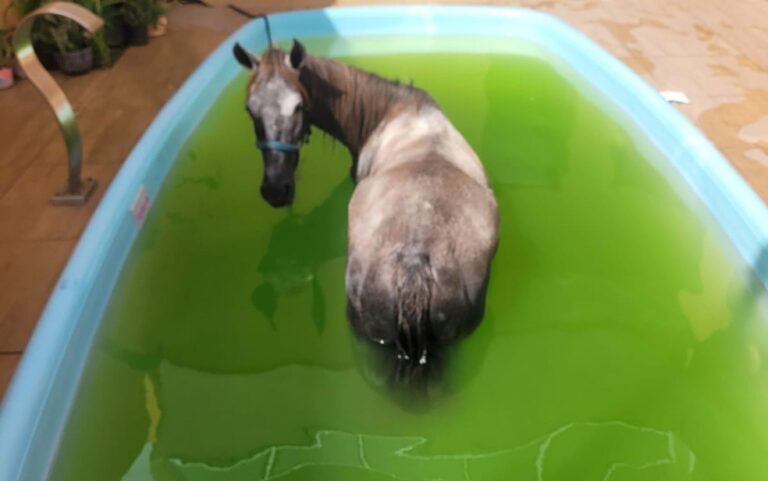 Égua cai dentro de piscina na Barra dos Coqueiros