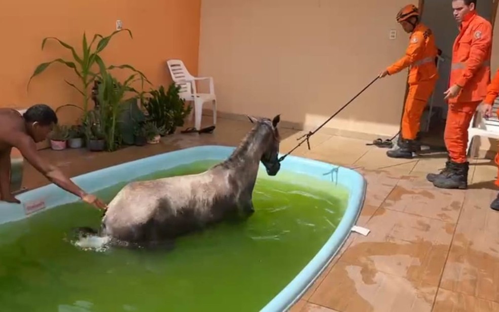 Égua cai dentro de piscina na Barra dos Coqueiros