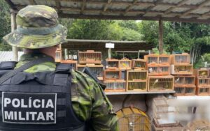 Polícia apreende 155 pássaros silvestres na feira livre de Lagarto