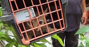Cinco gatos são resgatados de imóvel no Bairro Siqueira Campos, em Aracaju