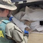 Mais de uma tonelada de barbatanas de tubarão é apreendida em Sergipe