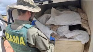 Mais de uma tonelada de barbatanas de tubarão é apreendida em Sergipe