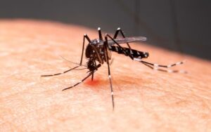 Sergipe tem 47 municípios com risco médio de infestação do Aedes aegypti