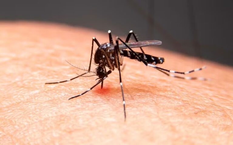 Sergipe tem 47 municípios com risco médio de infestação do Aedes aegypti