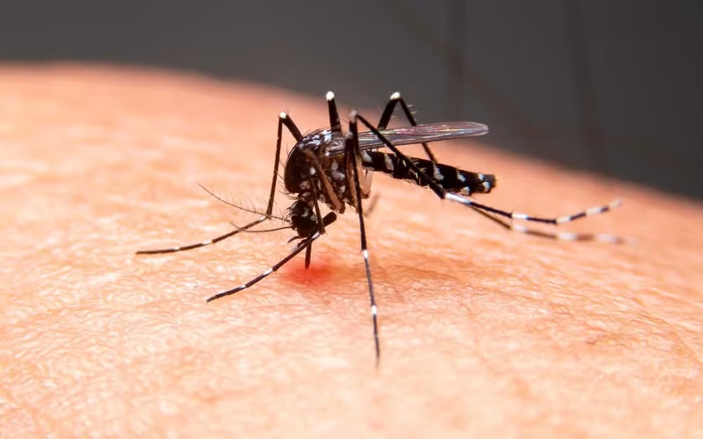 Sergipe tem 47 municípios com risco médio de infestação do Aedes aegypti