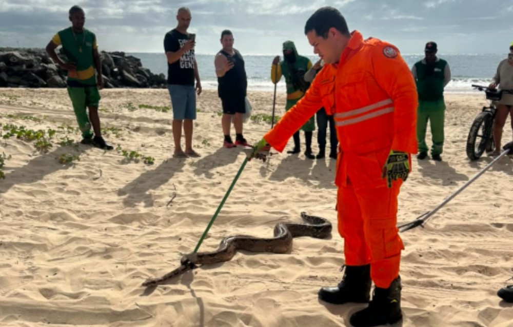 Jiboia de cerca de dois metros é capturada em praia de Aracaju 1 Jiboia de cerca de dois metros é capturada em praia de Aracaju