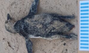 Pinguim-de-magalhães é encontrado morto na Praia do Saco